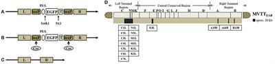 Generation of an Attenuated Tiantan Vaccinia Virus Strain by Deletion of Multiple Genes